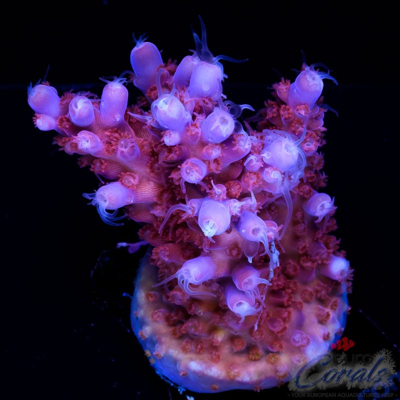 EC Purple Yellow Tips Acro