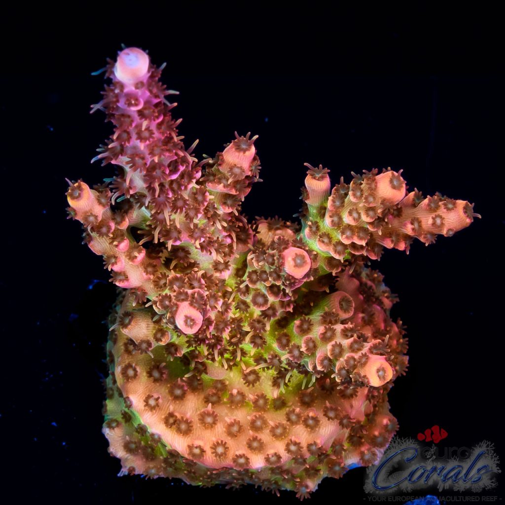 EC Pineapple Acro NEW