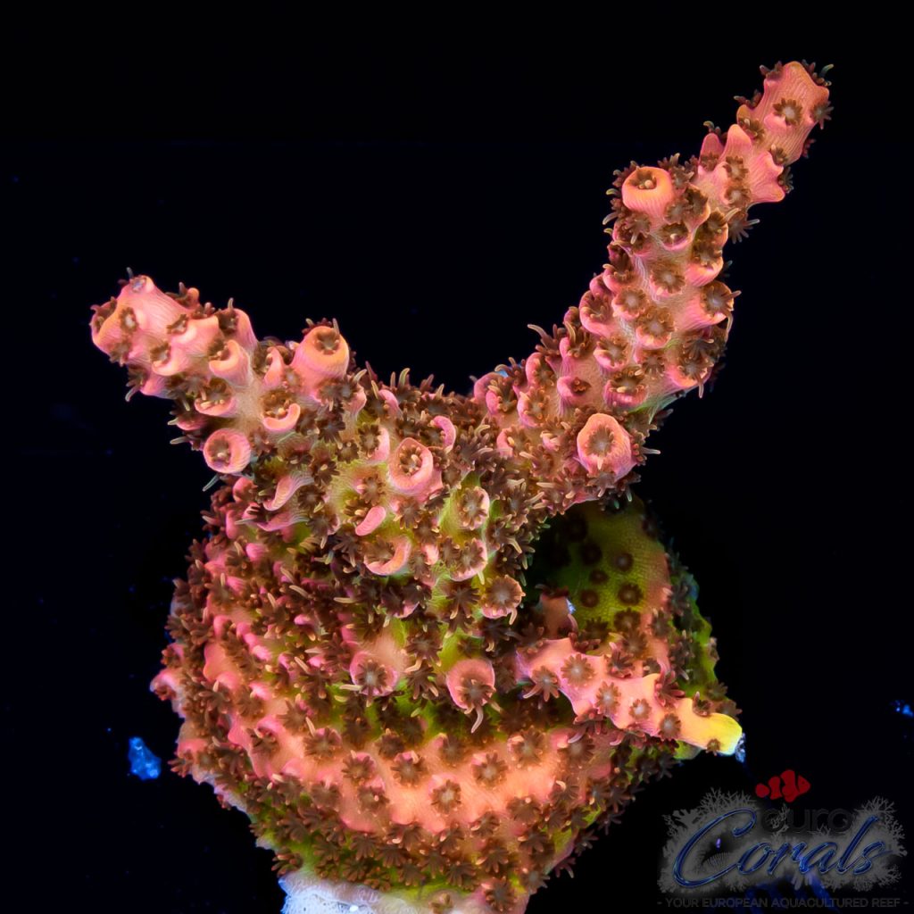 EC Pineapple Acro NEW