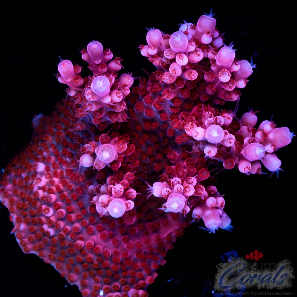 EC Adam Bomb Super Red Acro XL