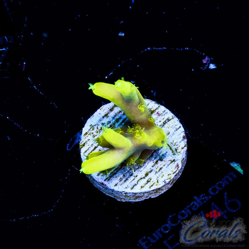 EC Crazy Banana Acro