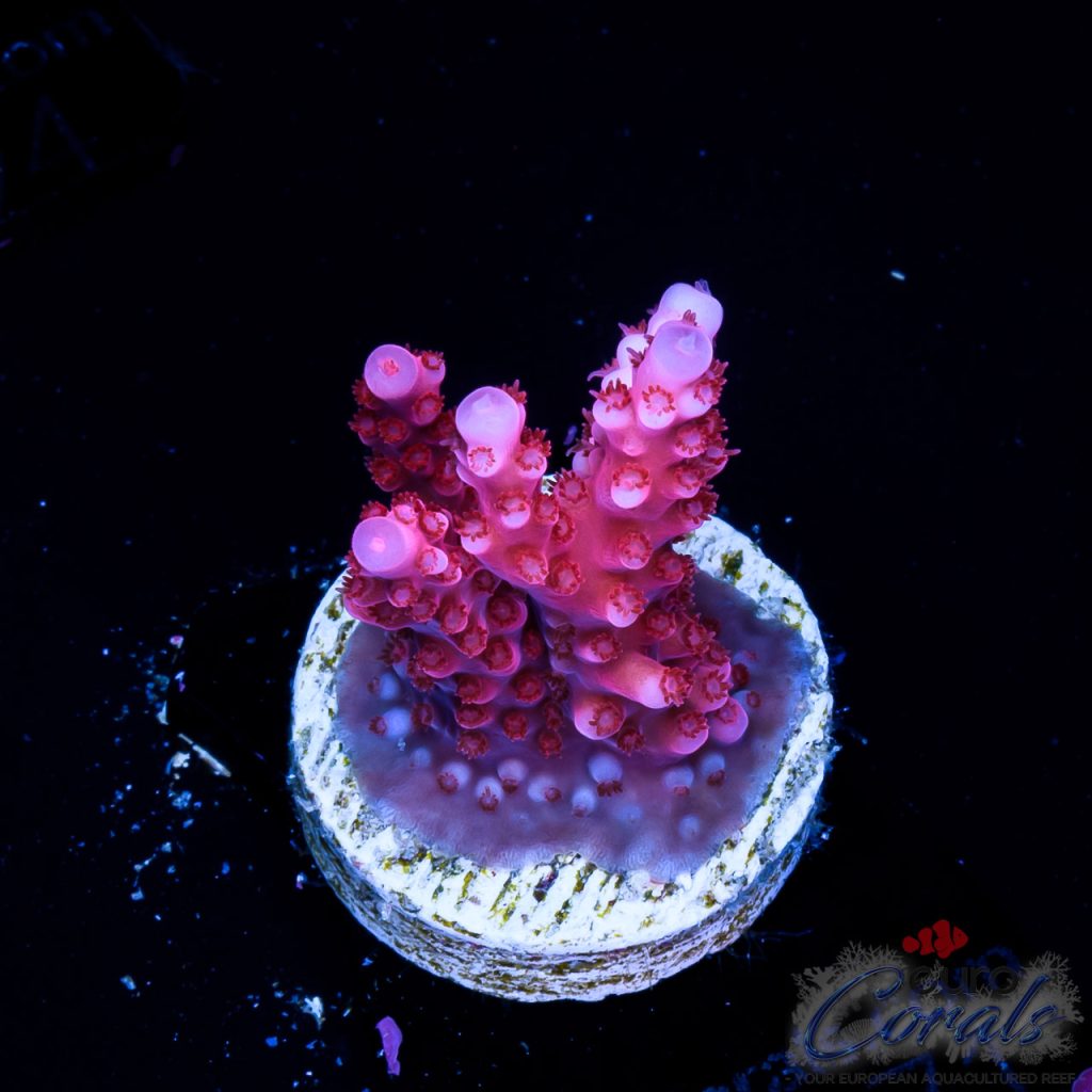 EC Adam Bomb Super Red Acro