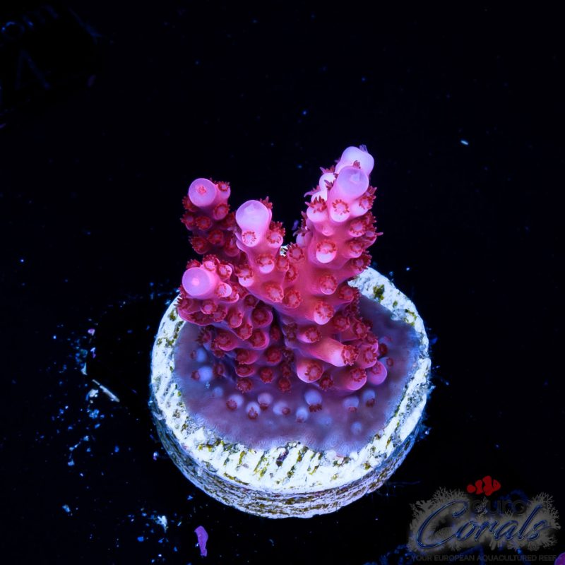 EC Adam Bomb Super Red Acro