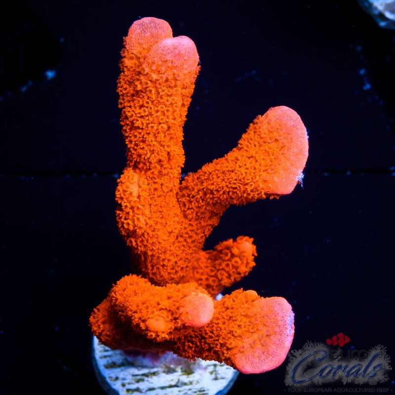 EC Red Montipora Digi