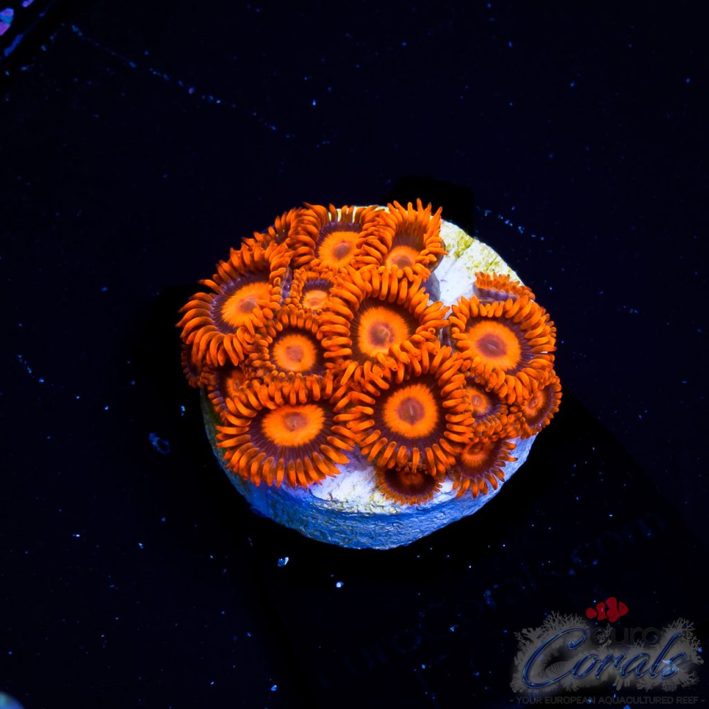 EC Orange/red Zoanthus spp.
