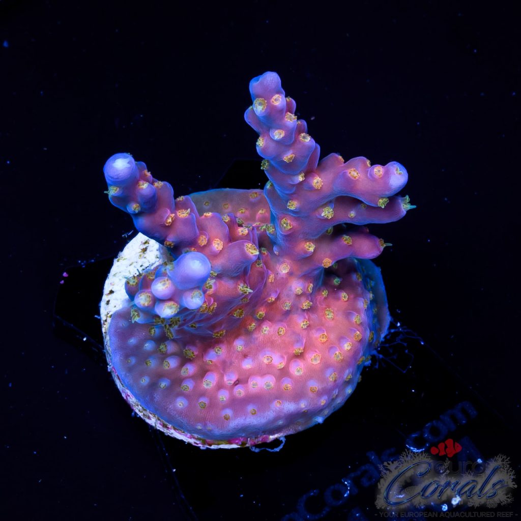 EC WWC Mojo Man Acro ER
