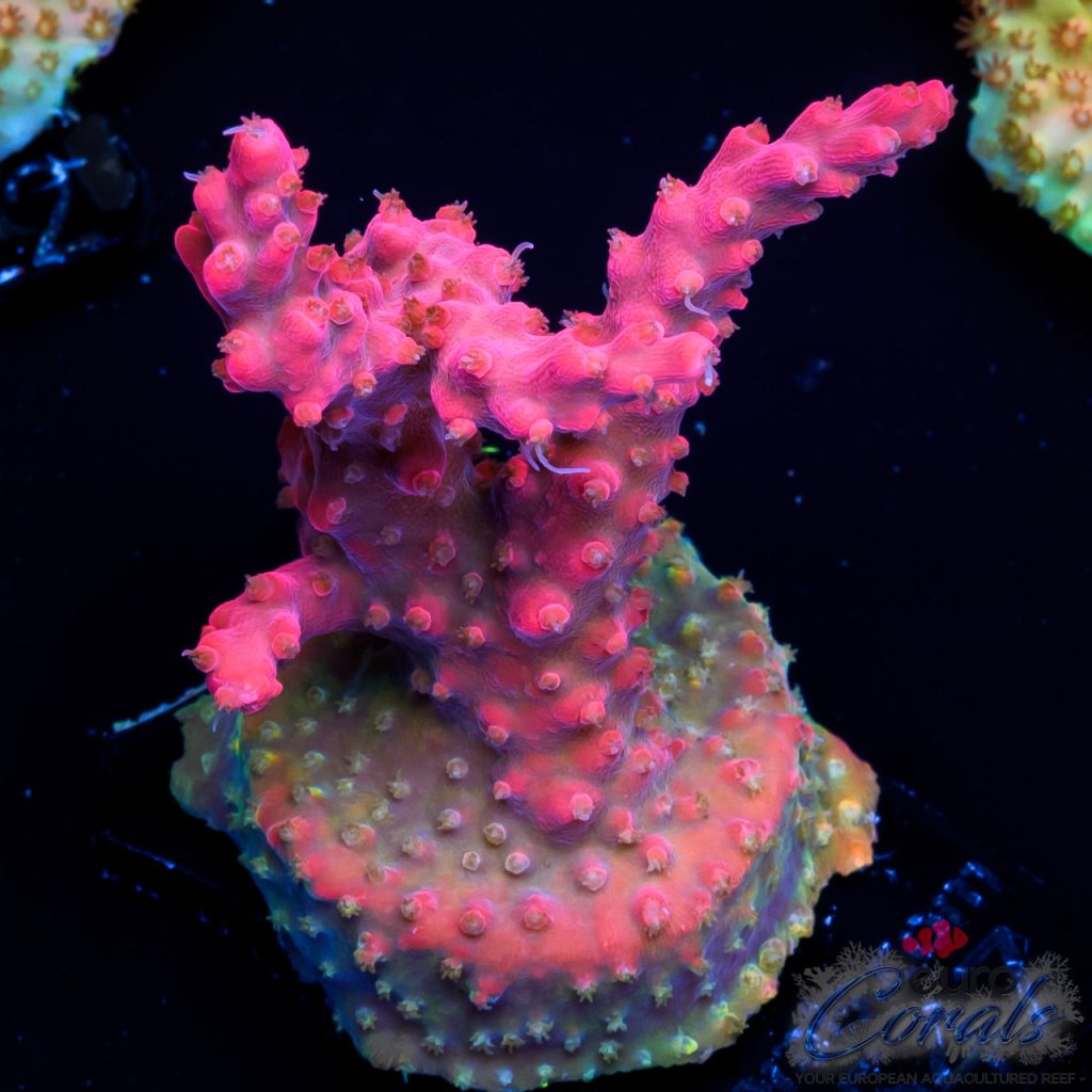 EC Rainbow Fairyland Acro NEW