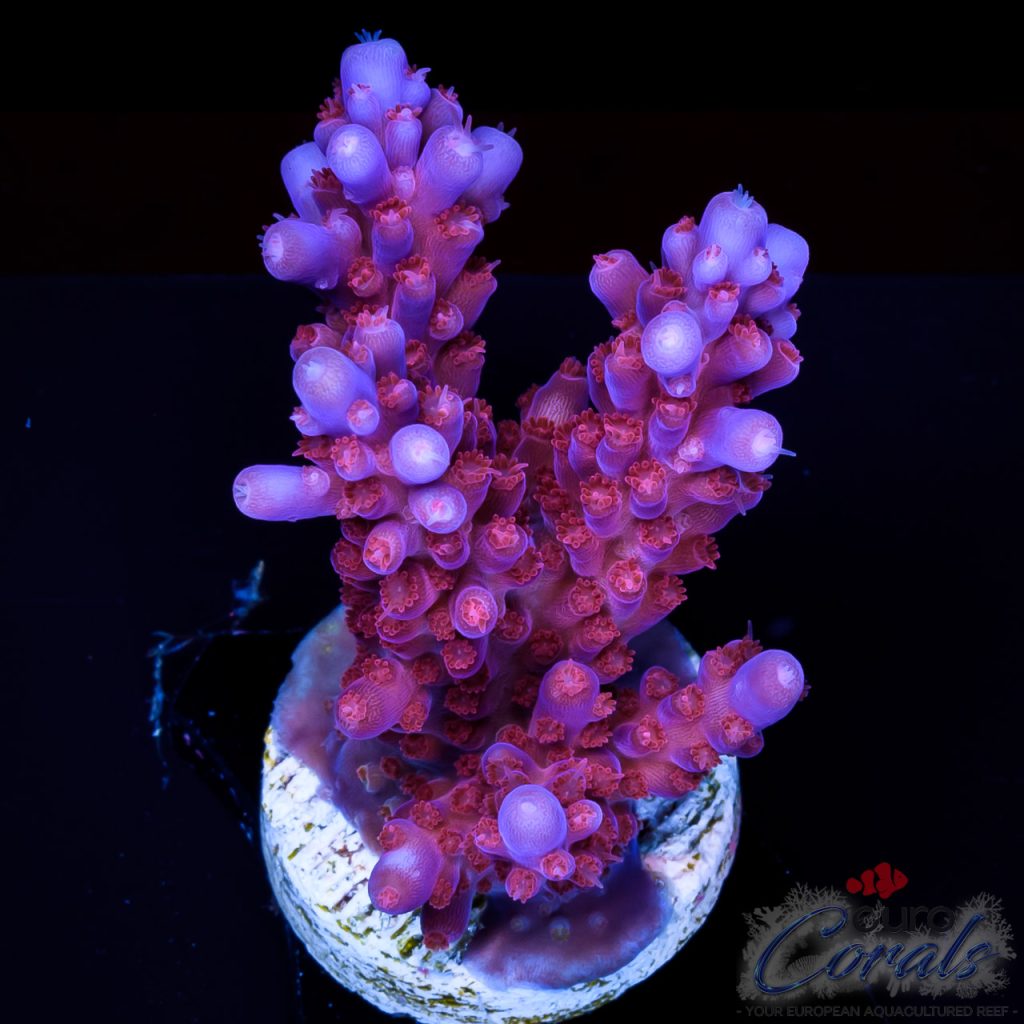 EC Lolly Fruit Acro