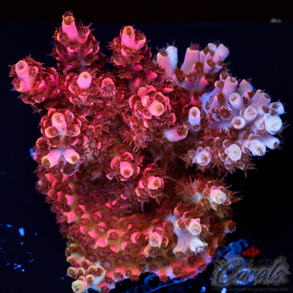 EC Frankenberry Table Acro