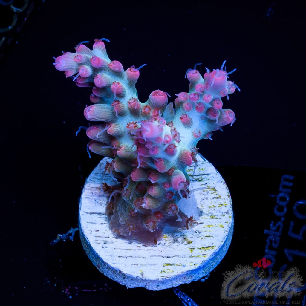 EC Hello Kitty Red Polyps Acro EX