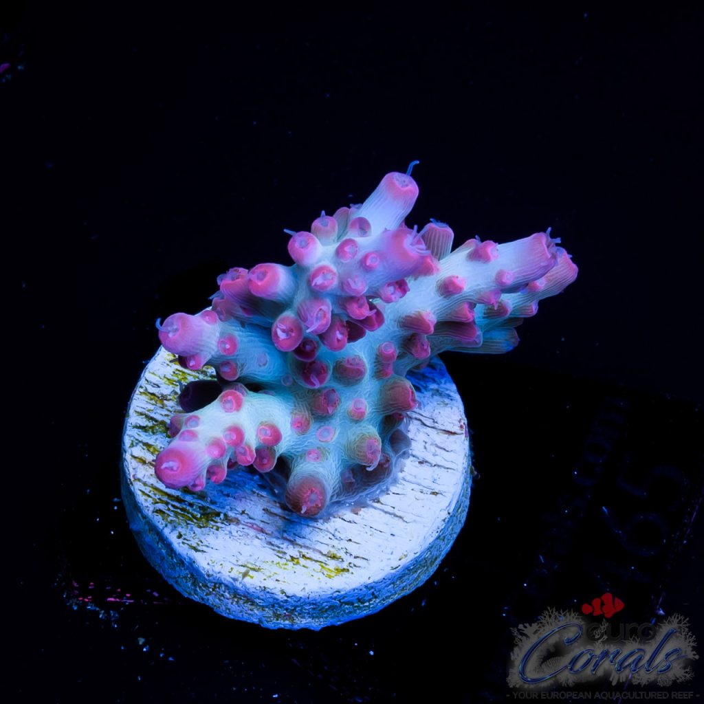 EC Hello Kitty Red Polyps Acro EX
