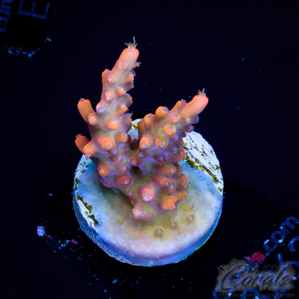 EC Super Orange Tangerine Dream Acro