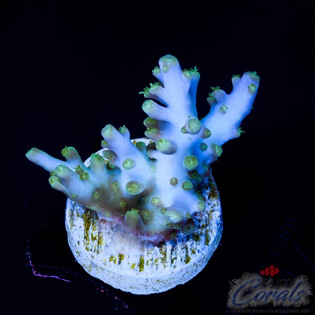 EC IceAge Table Acro