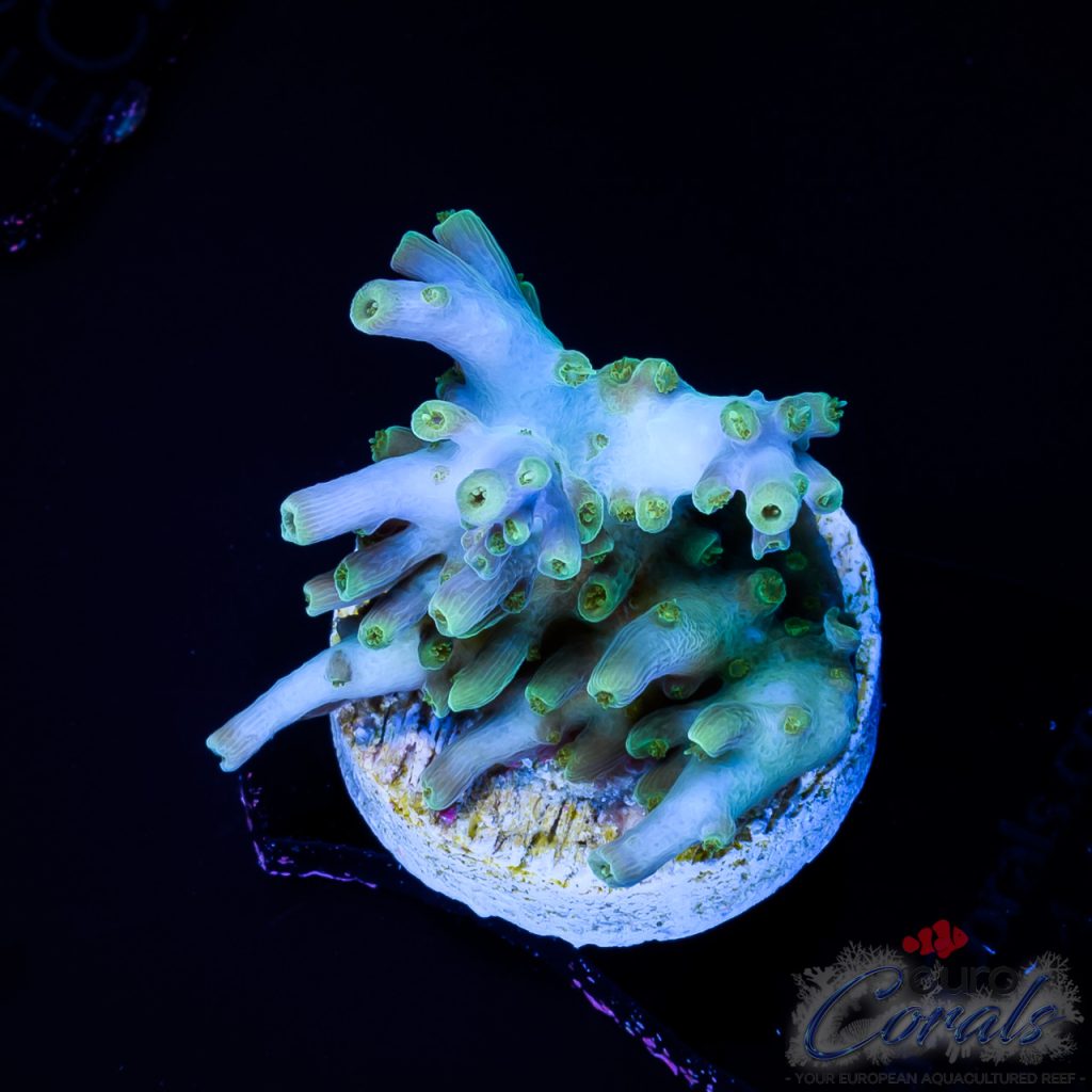 EC IceAge Table Acro