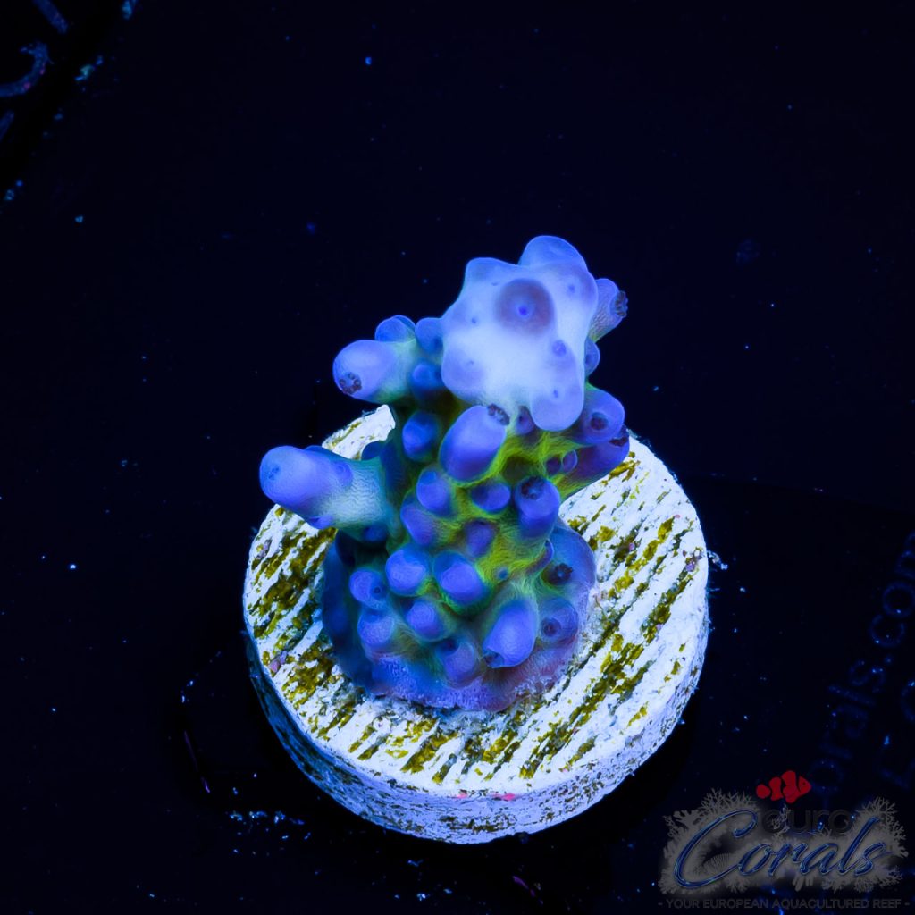 EC Blue Monster Acro