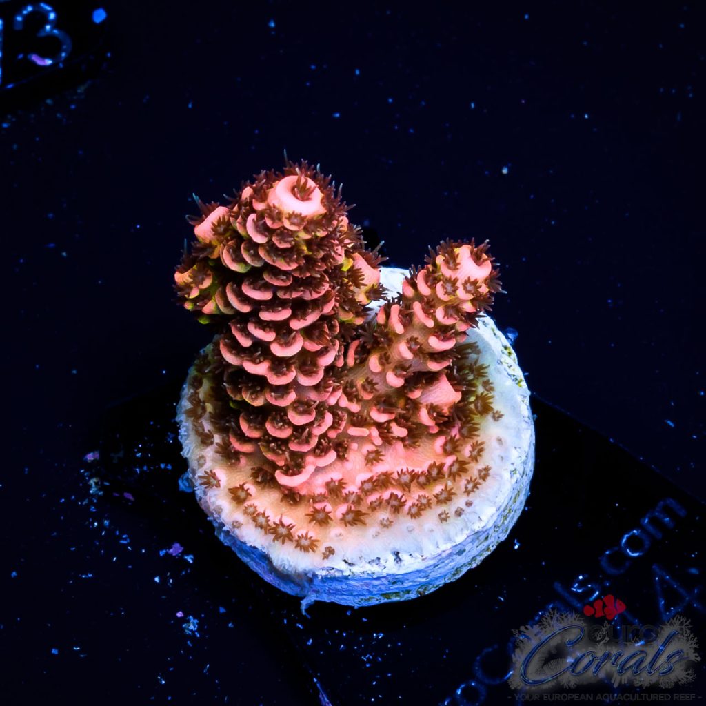 EC Rose Acro