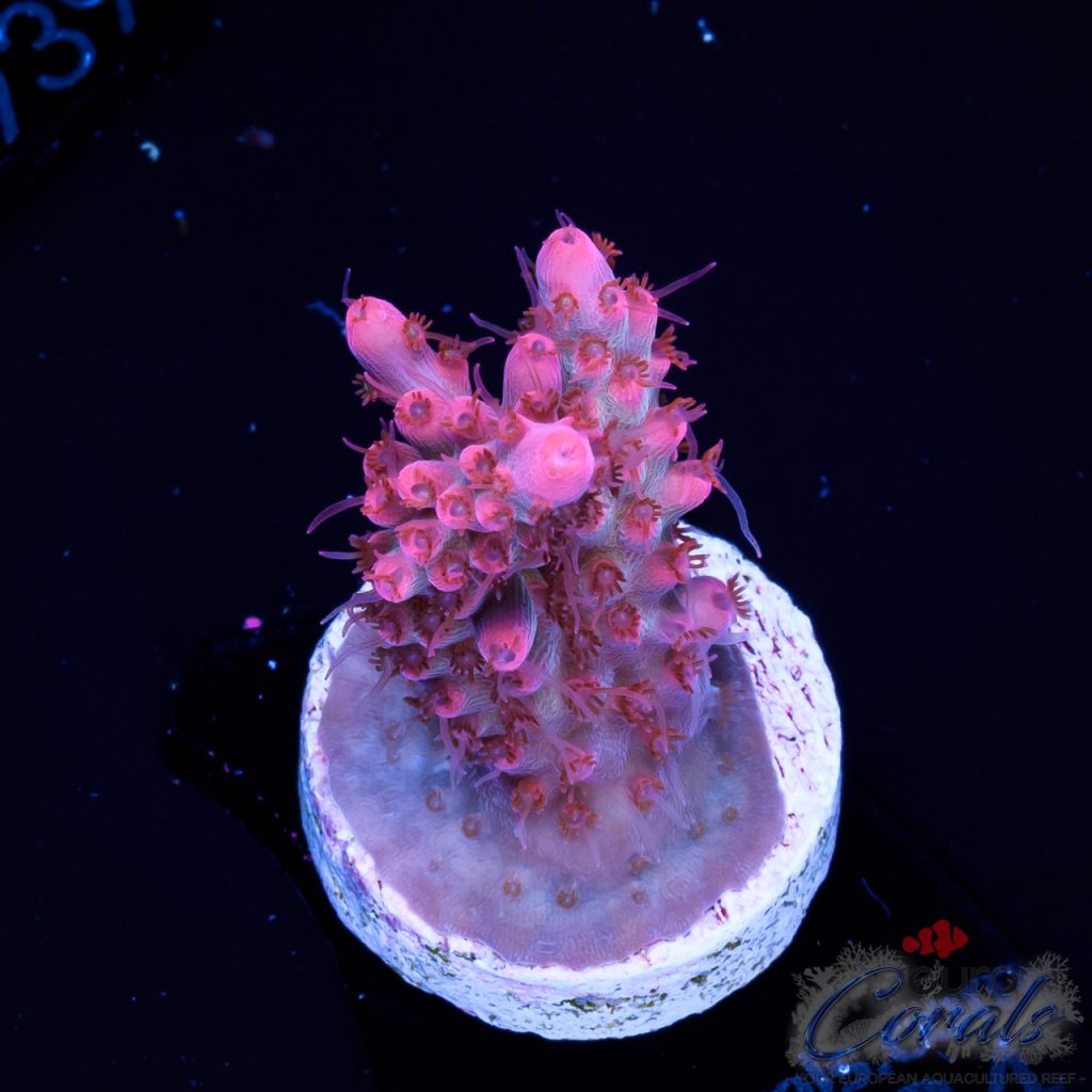 EC Hello Kitty Red Polyps Acro