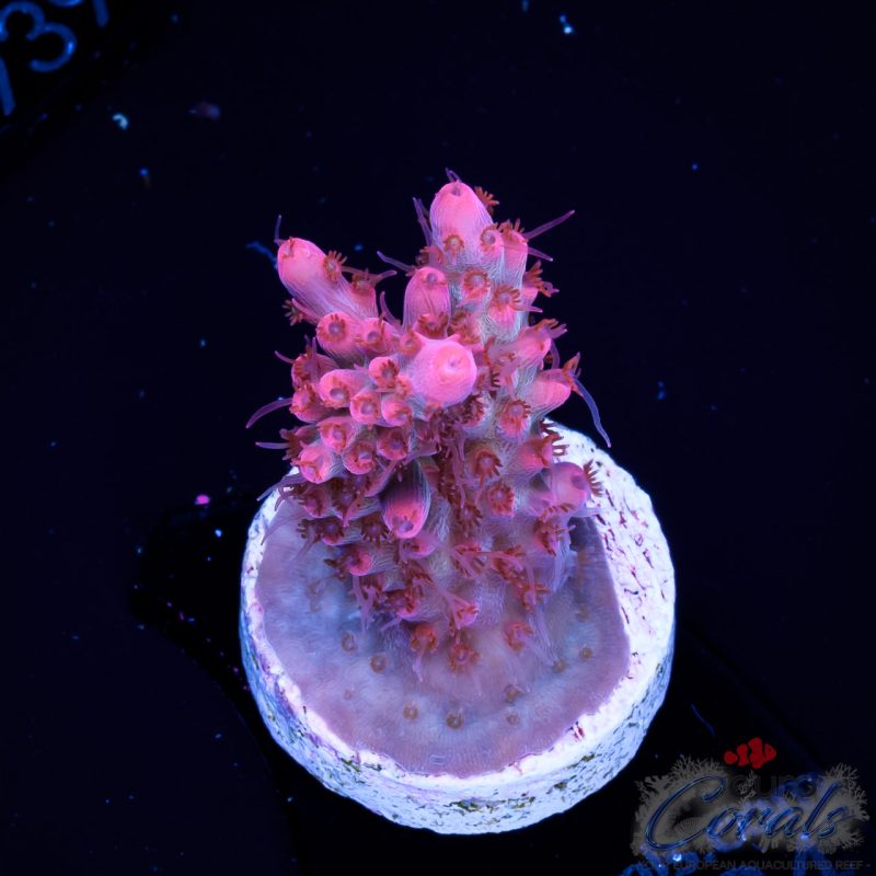 EC Hello Kitty Red Polyps Acro