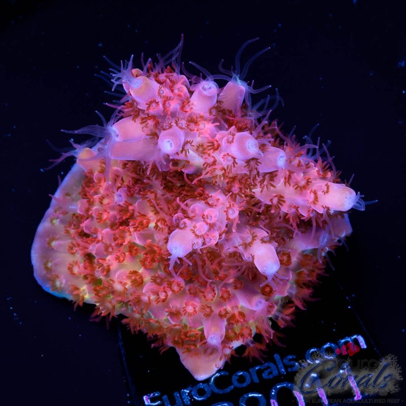 EC Pink Passion Acro EX
