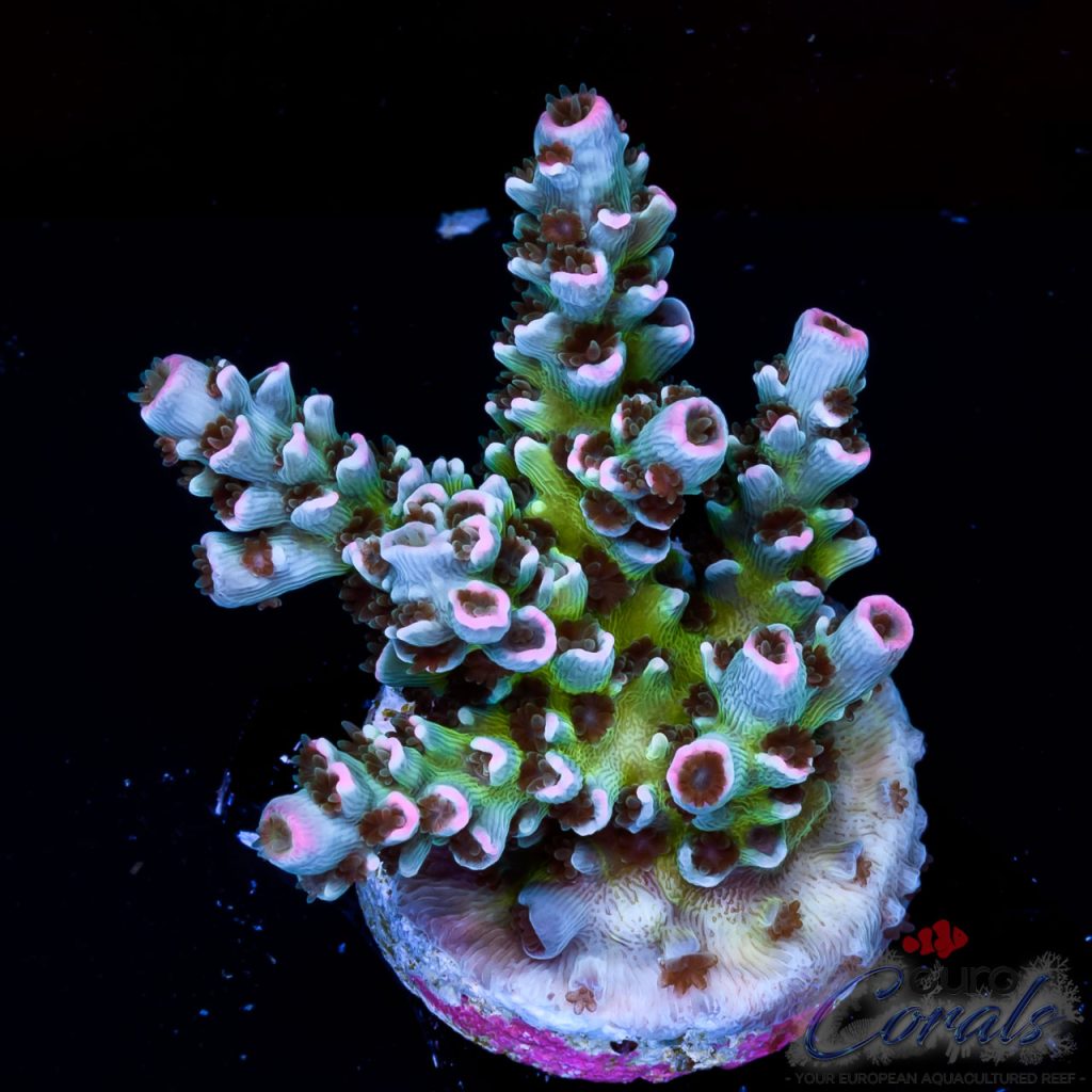 EC Original HomeWrecker Acro NEW