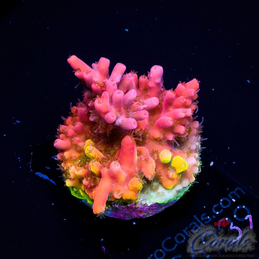 EC Hippie Juice Acro EX