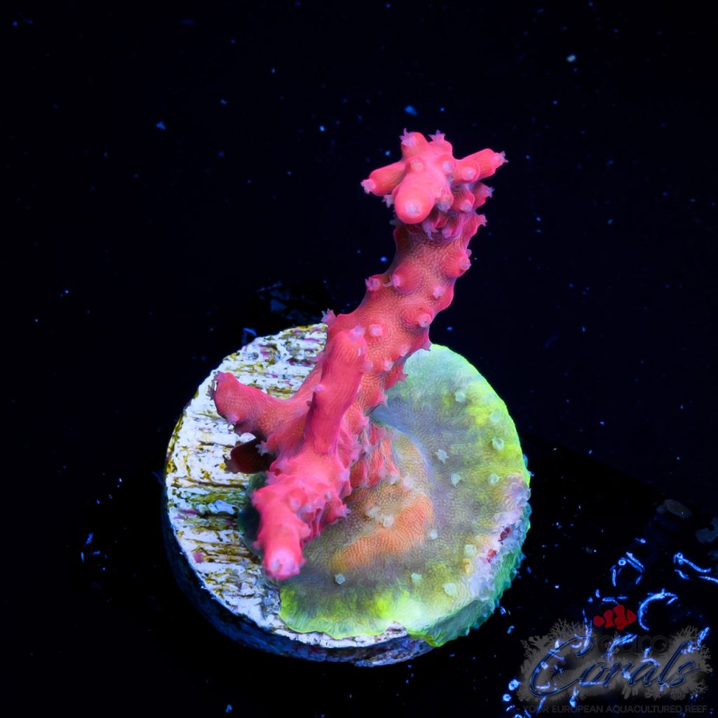 EC Pinky The Bear Acro EX