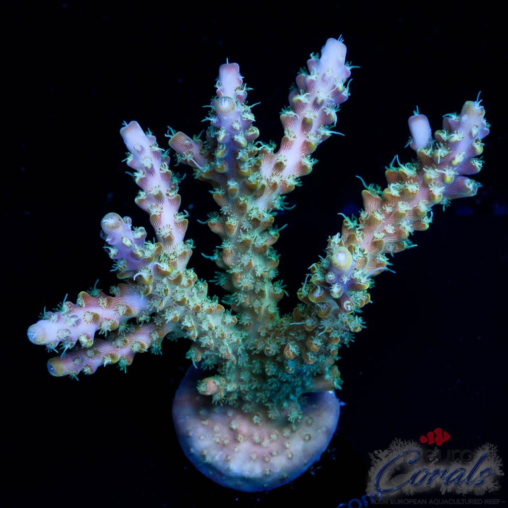 EC Kraken Acro XL