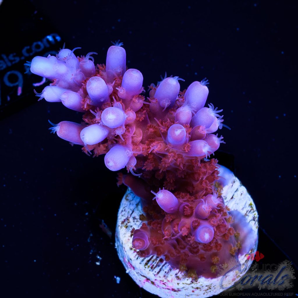 EC Purple Paletta Acro