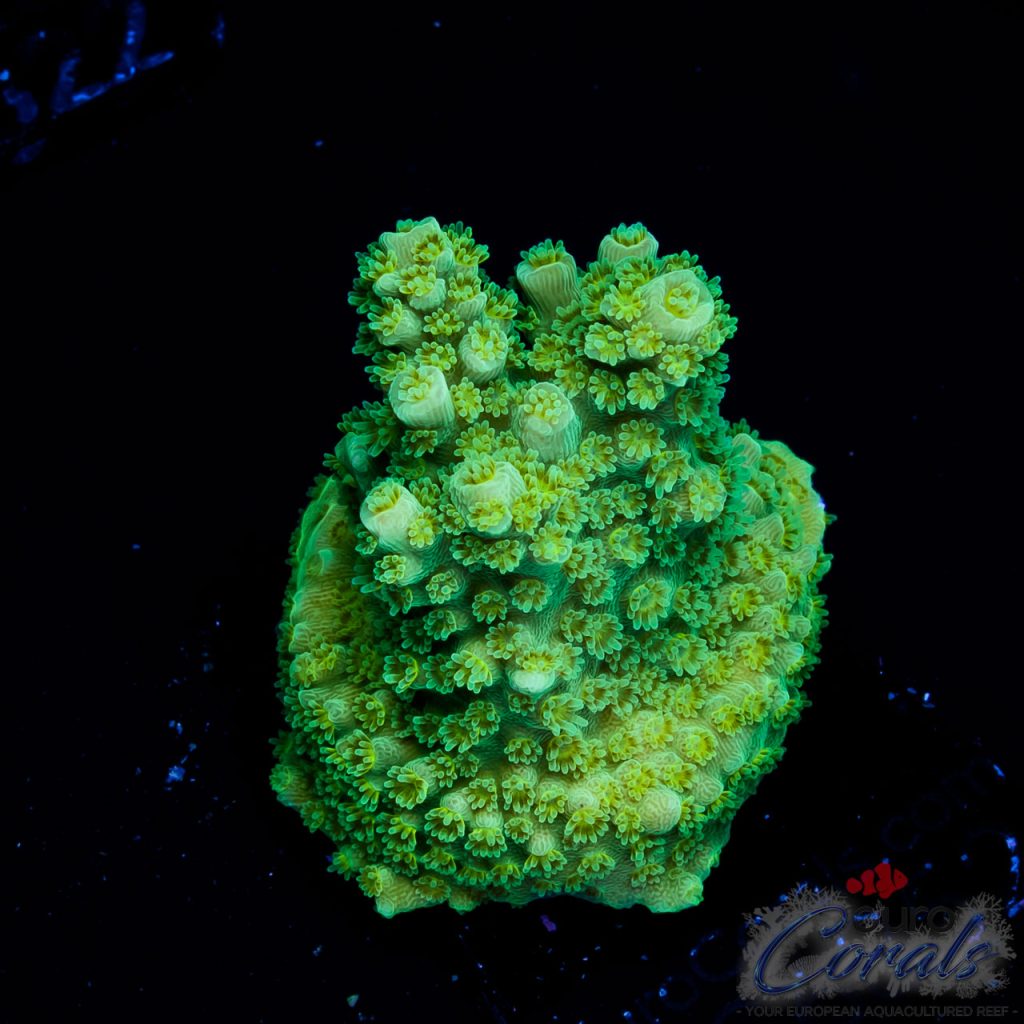 EC Florida Acro