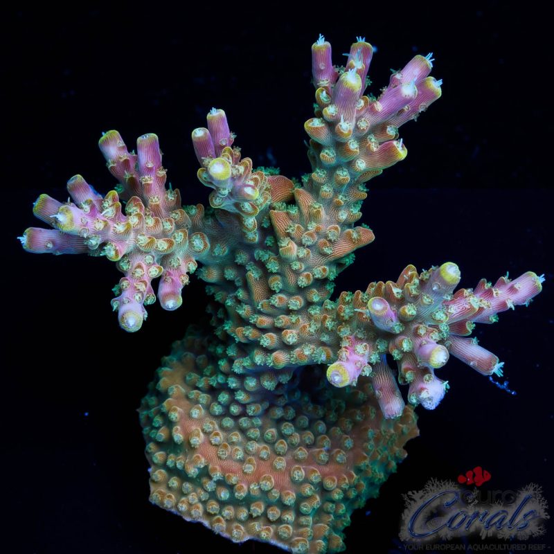 EC Bubble Bath Unicorn Acro