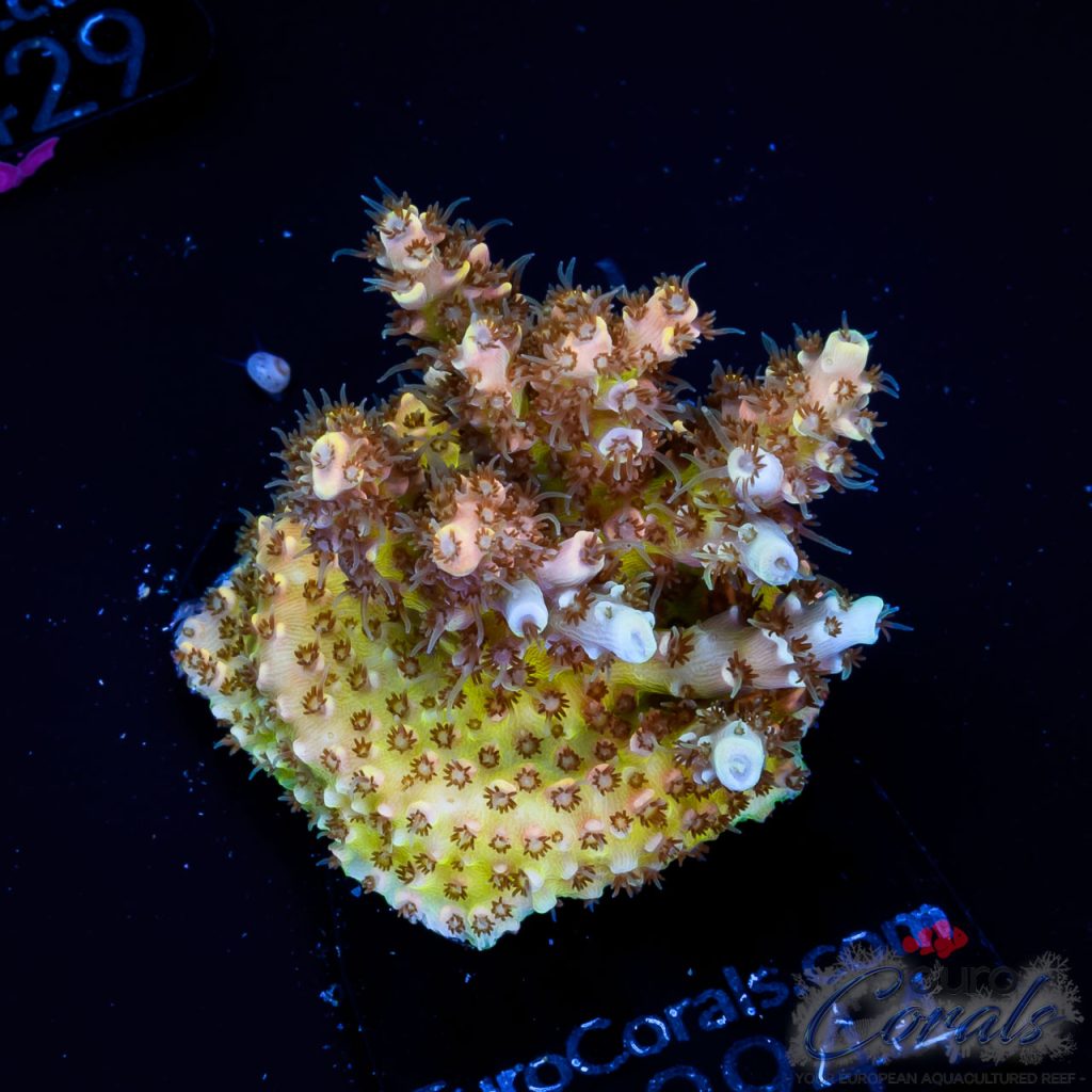 EC Golden Table Acro