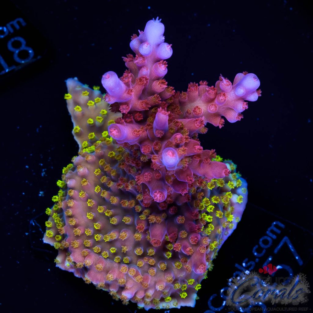 EC Lolly Fruit Acro