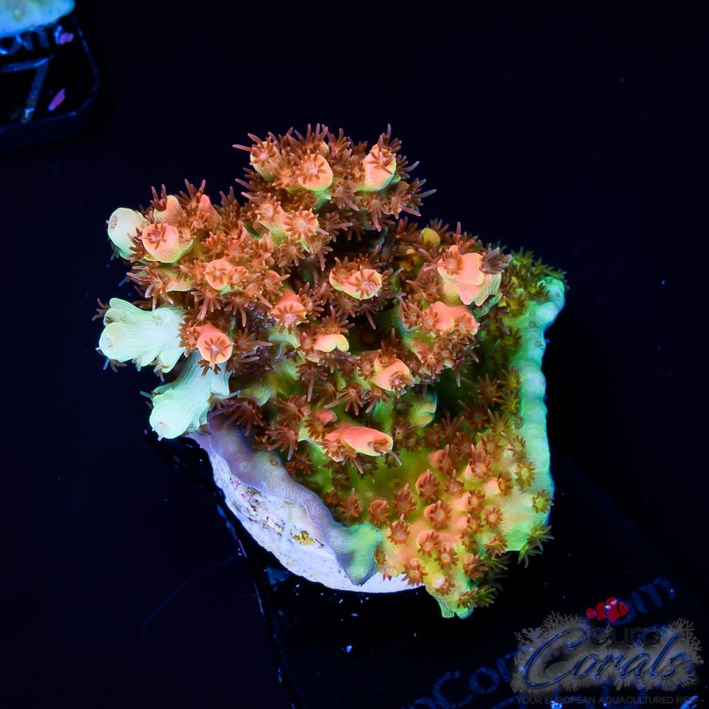 EC Sunset Table Acro