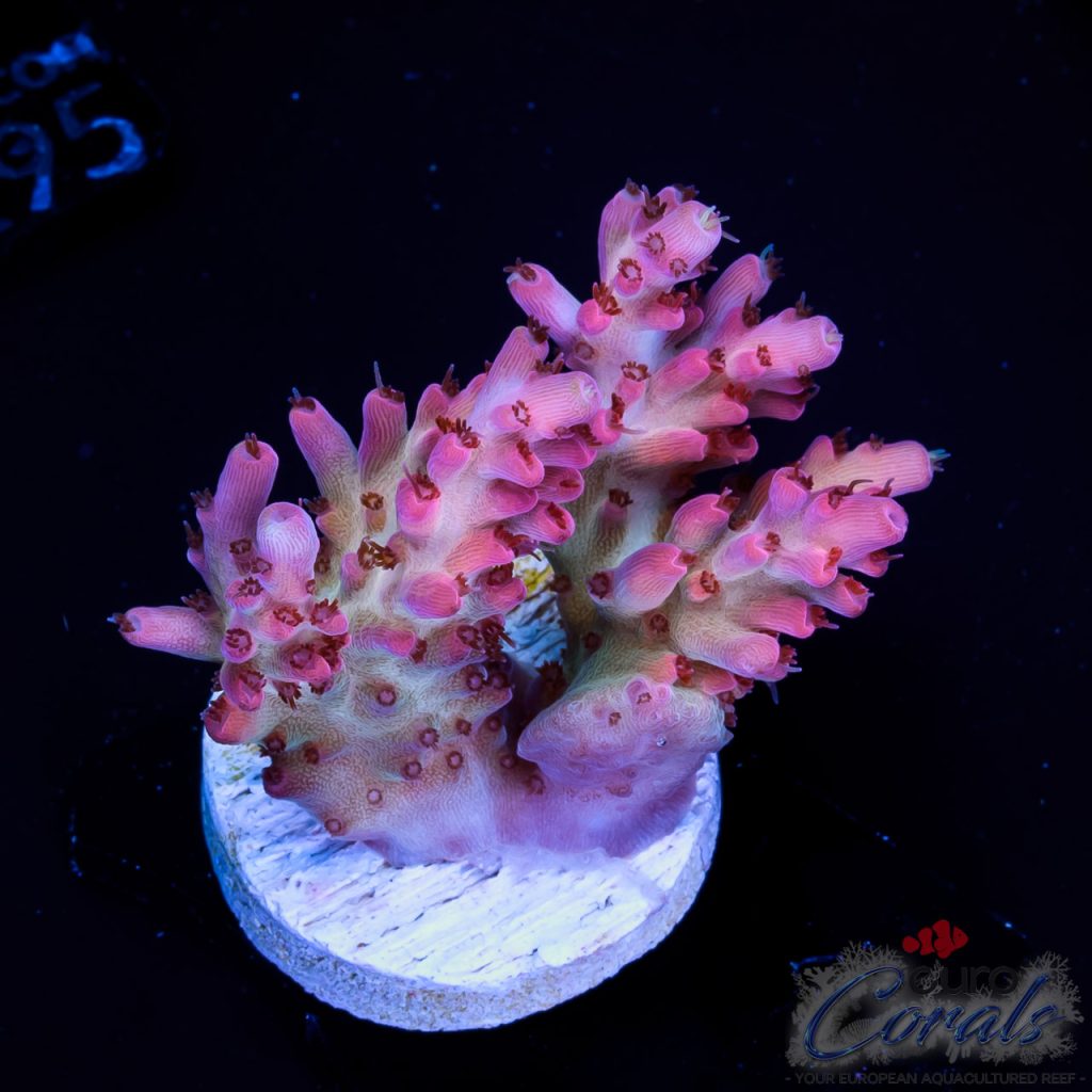 EC Hello Kitty Red Polyps Acro EX