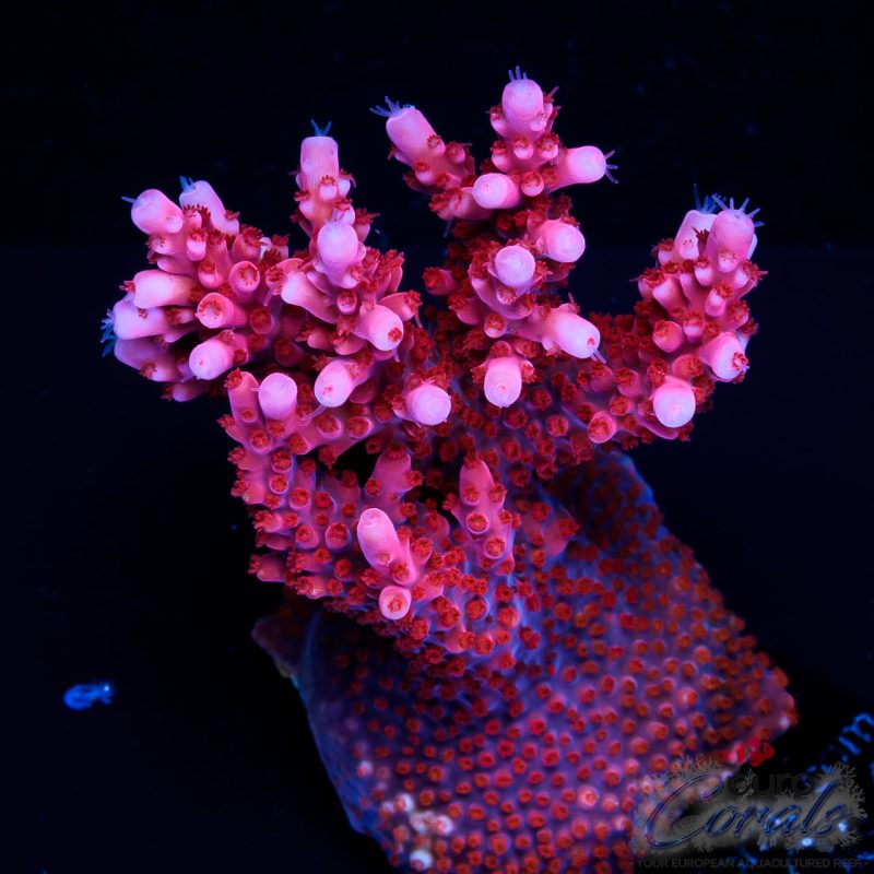 EC Red Bluster Acro XL