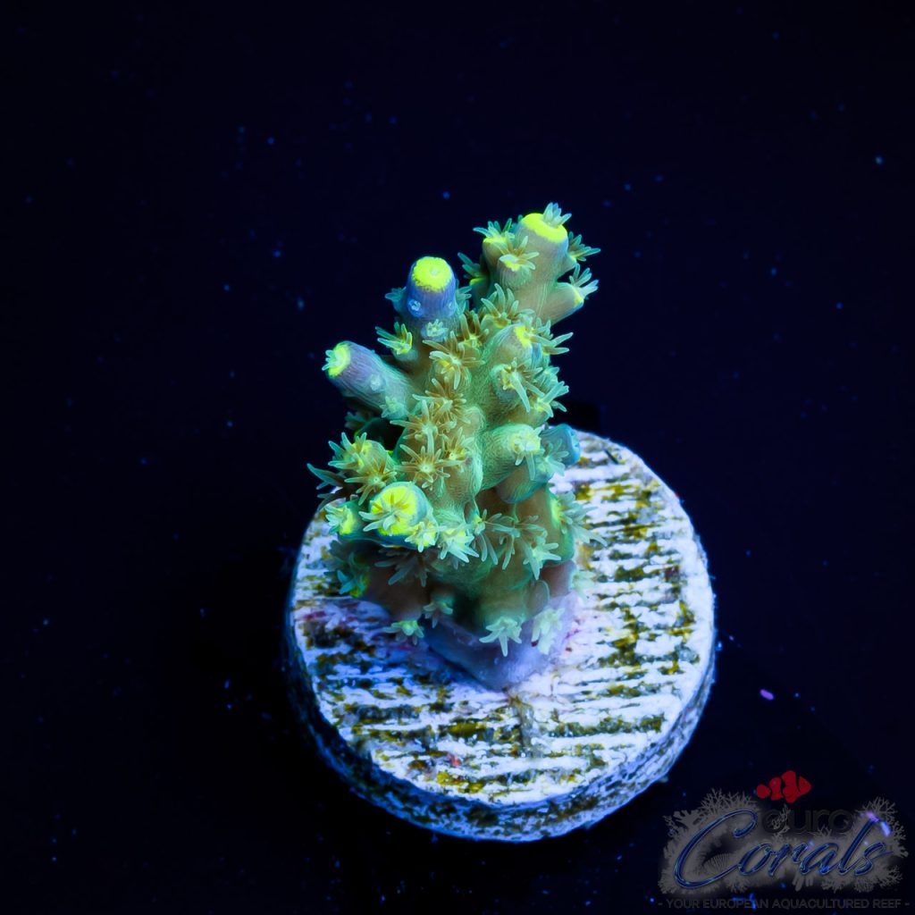 EC Blue Firefly Acro
