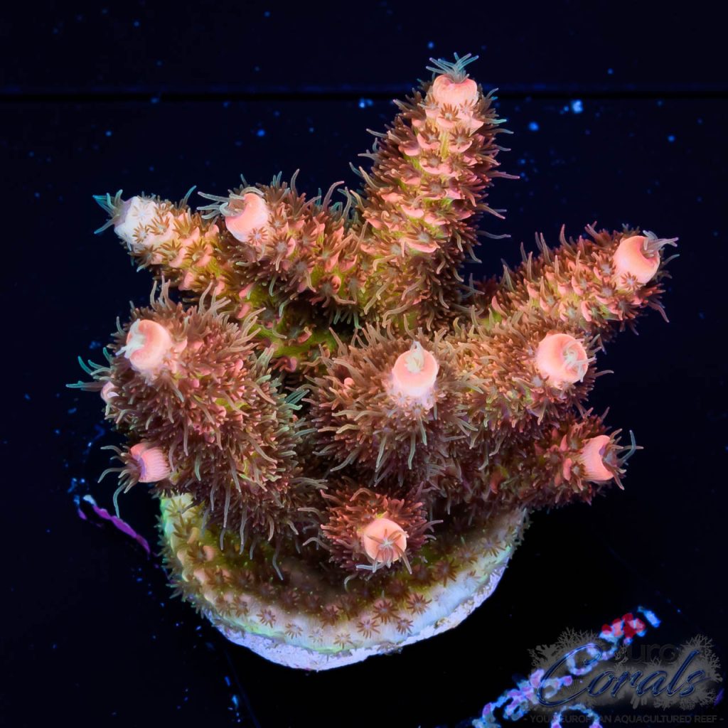 EC Rainbow Orange Mille
