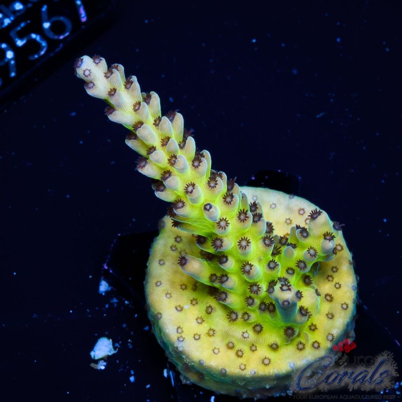EC Rainbow PearlBerry Acro