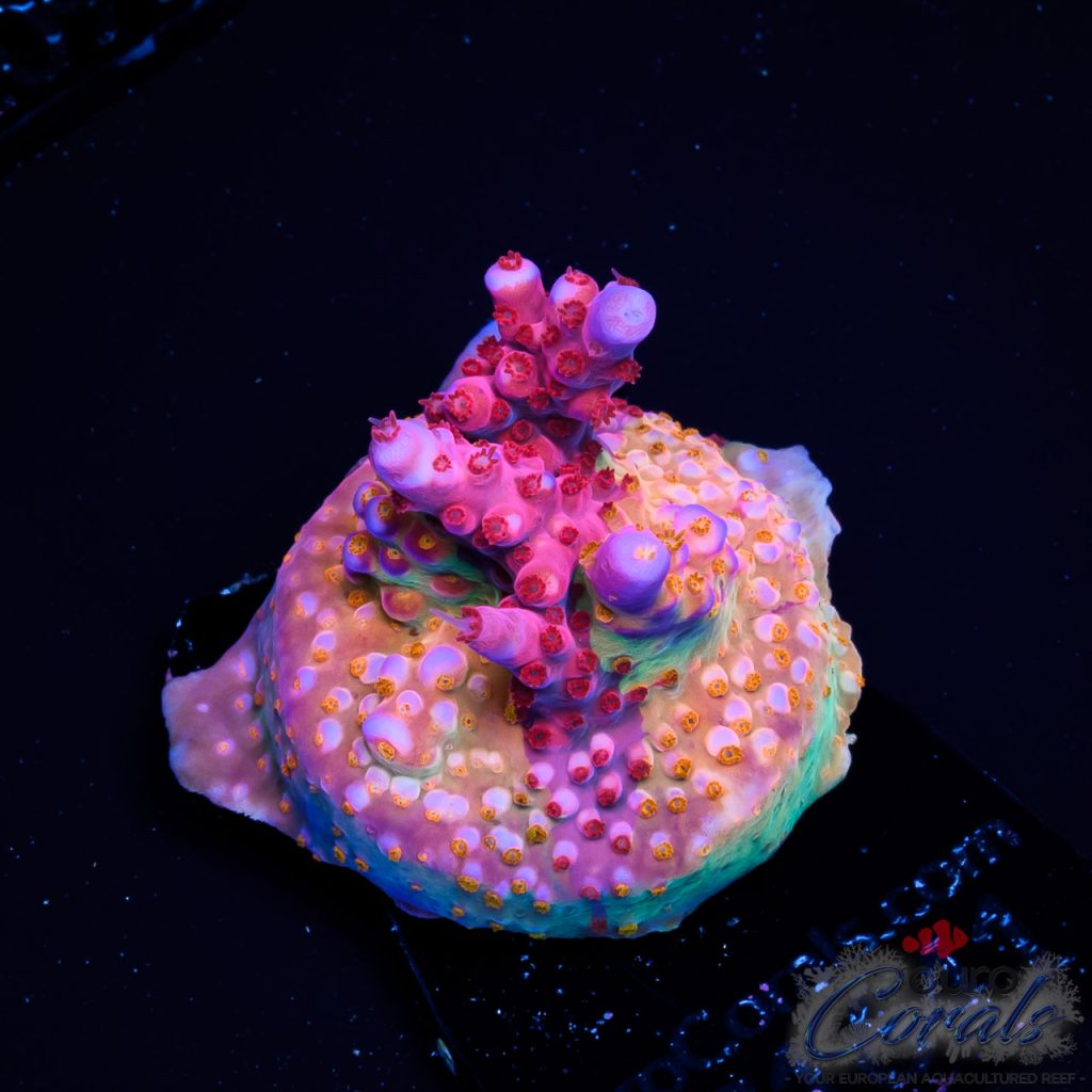 EC Hell2Heaven Acro ER GRAFTED EX