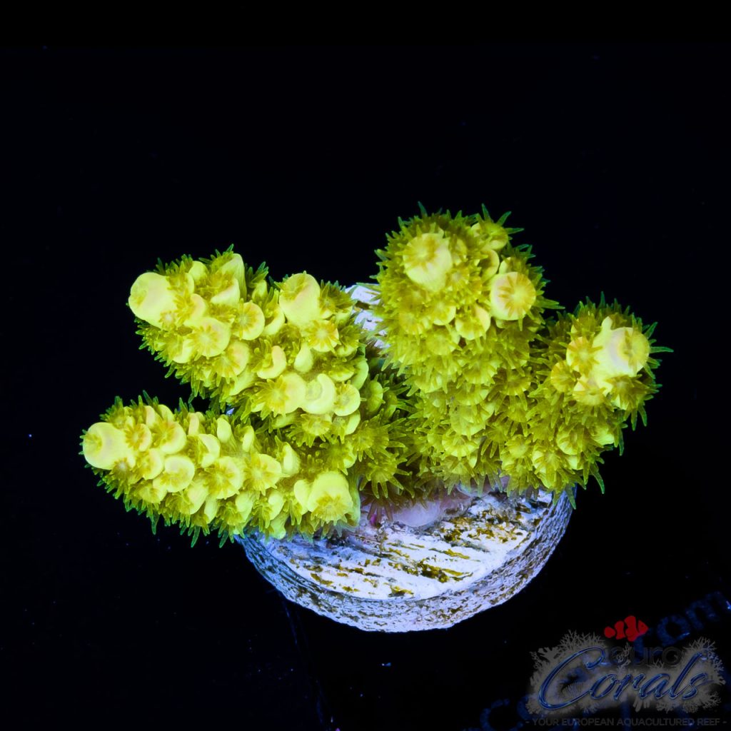 EC Super Fluorescent Nuke Tenuis