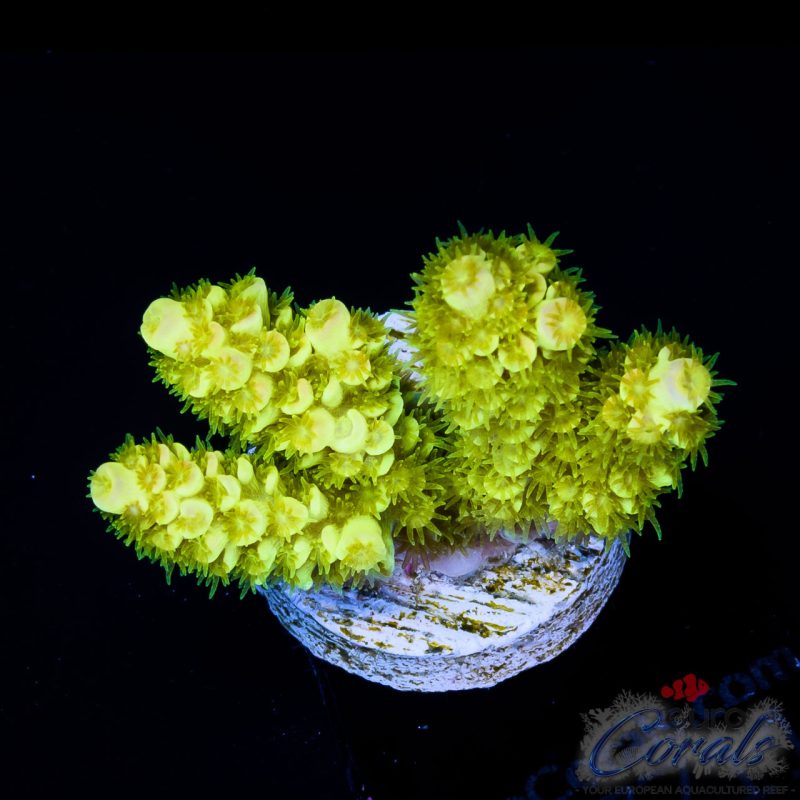 EC Super Fluorescent Nuke Tenuis