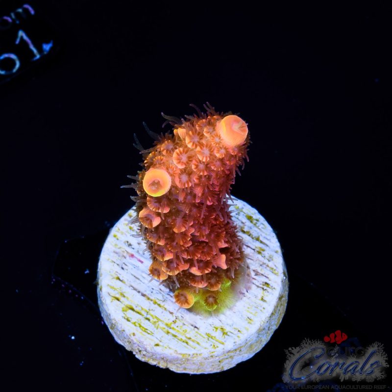 EC On Fire Spathulata ER