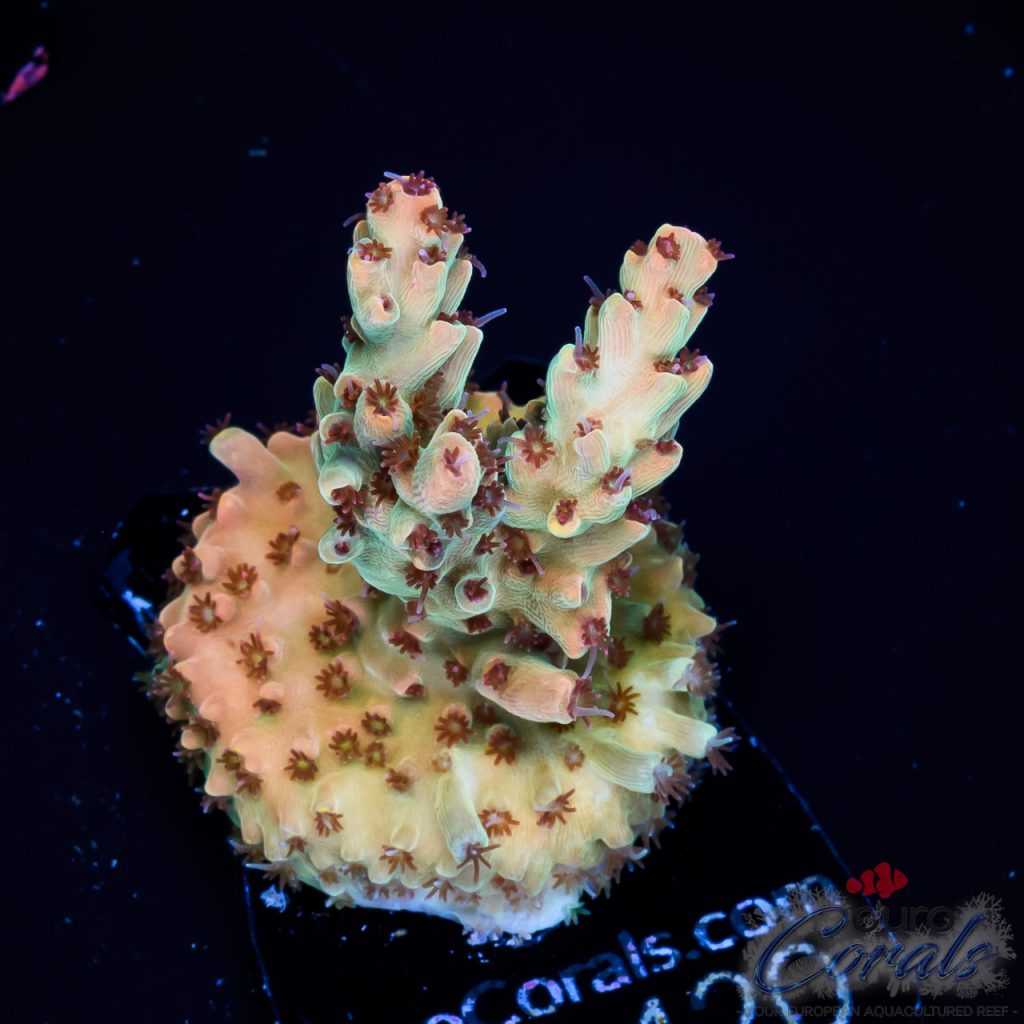 EC Red Devil Nasuta Acro
