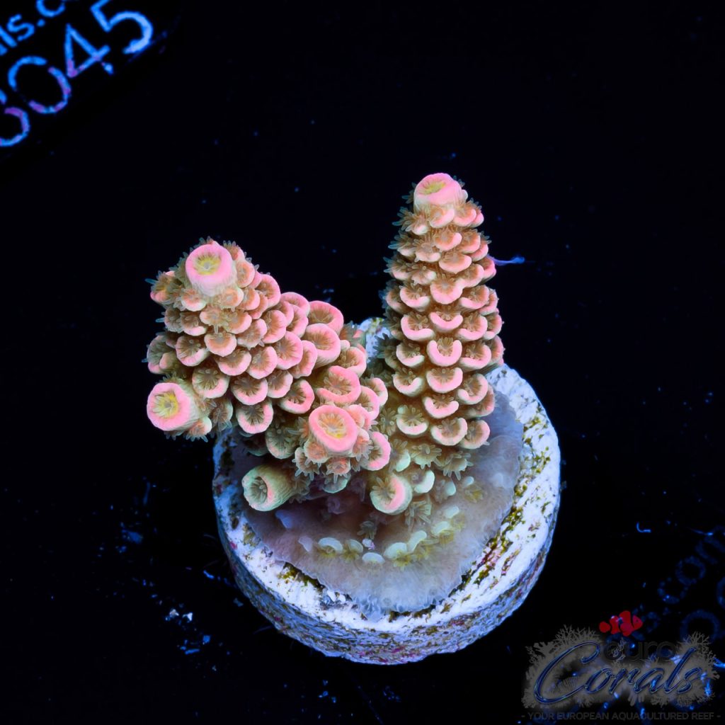 EC WaltDisney Tenuis