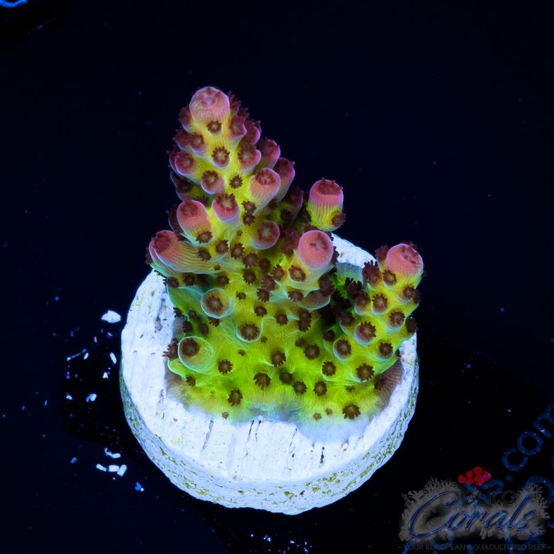 Florecent Green/Blood Reed Tips Acro
