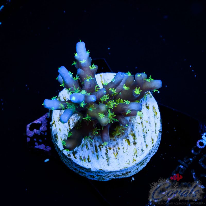 Blue Tips Neon Green Polyps Acro