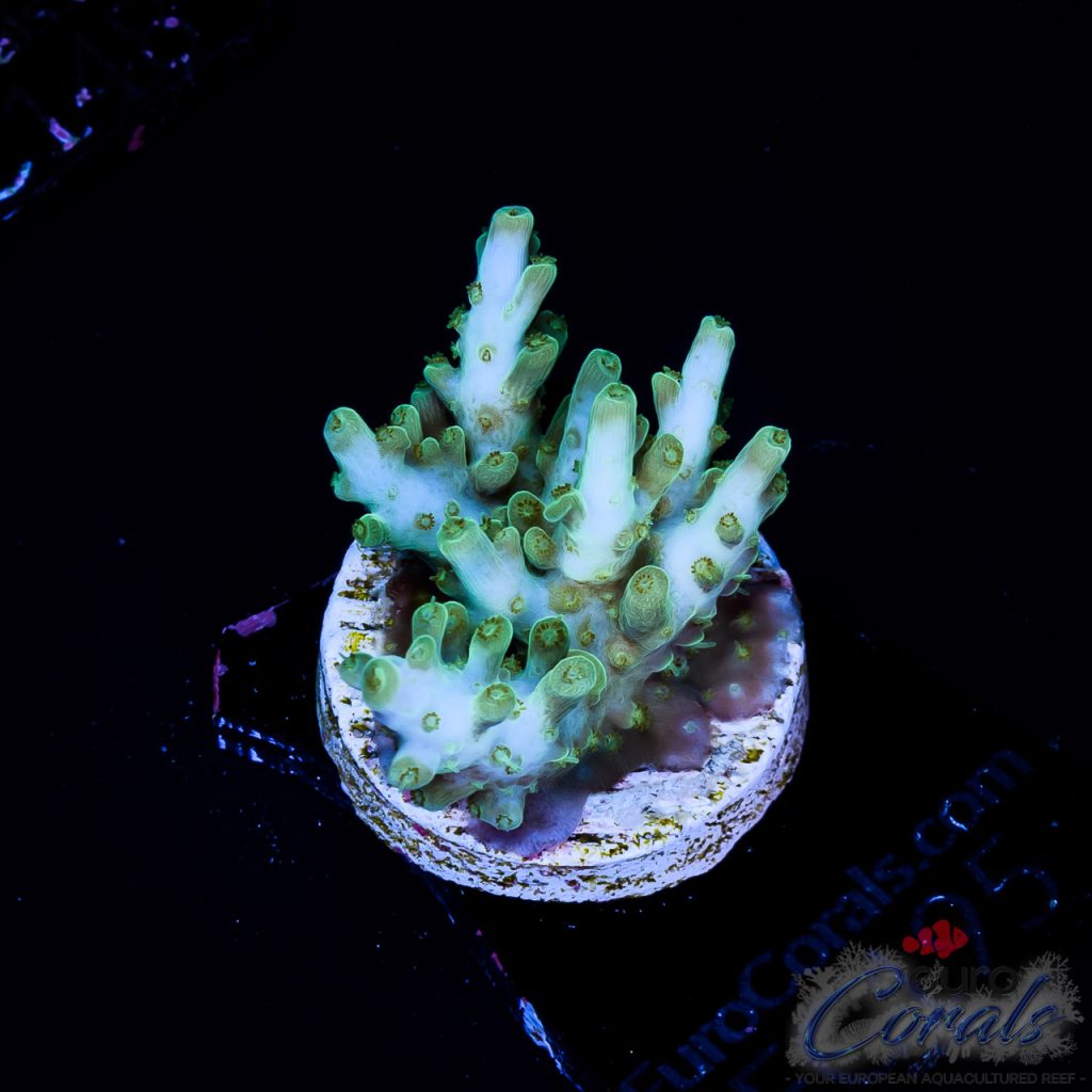 EC IceAge Table Acro