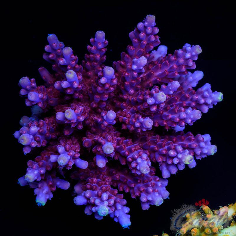 EC Yellow Tips Purple Blue Paletta Acro COLONY