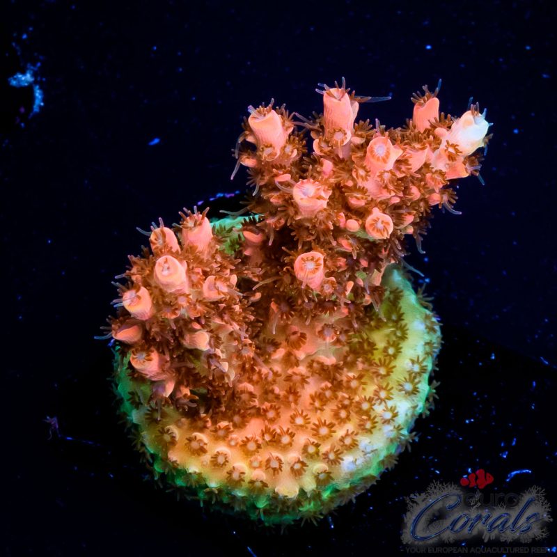 EC Ragnarok Orange Table Acro