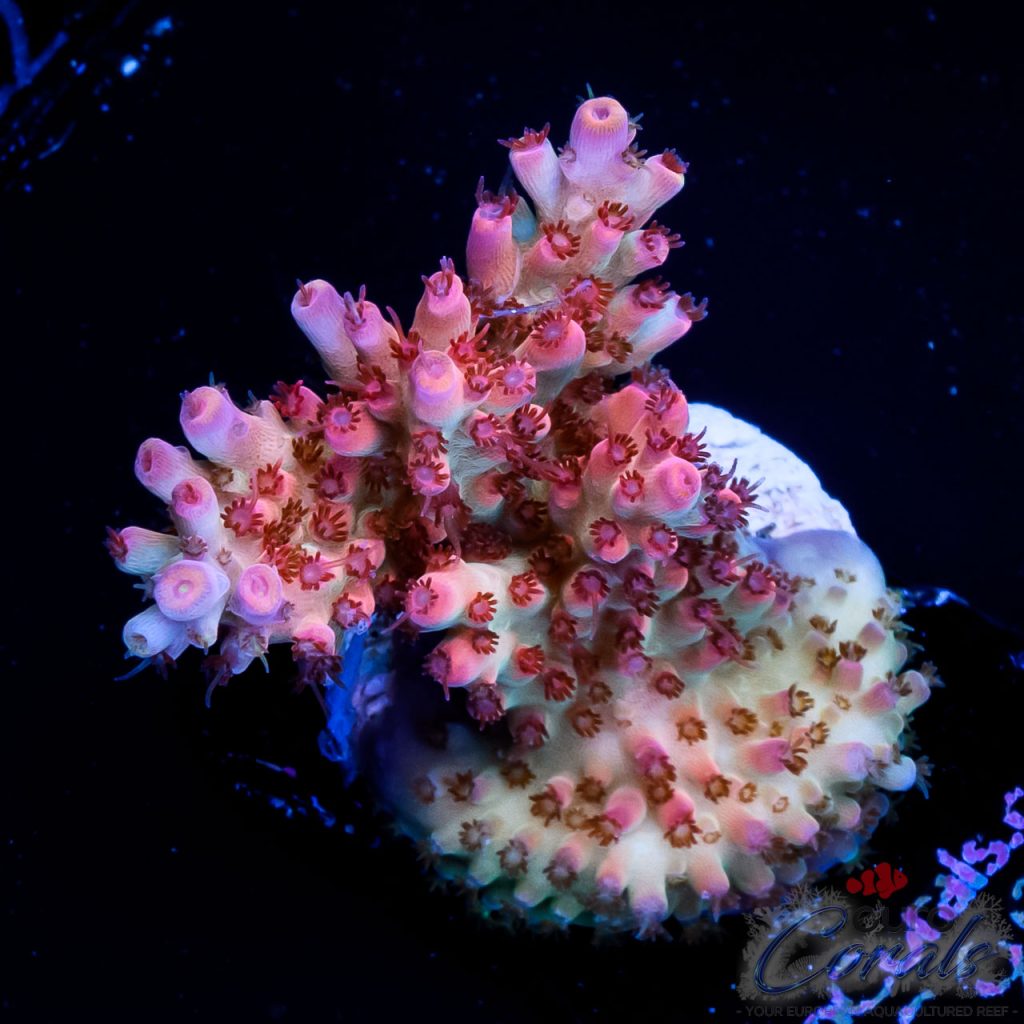 EC Supernova Acro NEW ER